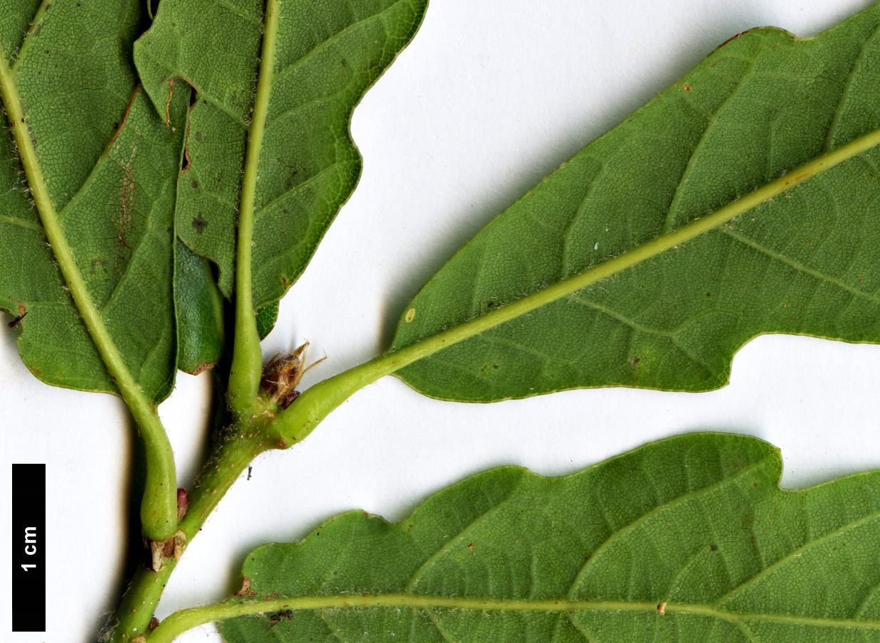 High resolution image: Family: Fagaceae - Genus: Quercus - Taxon: glabrescens × Q.robur